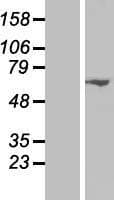 MAPKAP1 / MIP1 Protein (Over-Expression Lysate Myc-DDK (Flag))