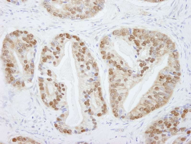 PRMT5 Antibody (aa580-C-term)