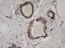 HBS1L Antibody (aa1-260, clone OTI1C1)