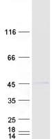 Human RNF2 / RING2 / RING1B Protein (Recombinant Myc-DDK (Flag))