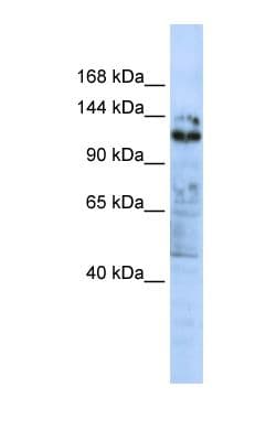 ZNF451 Antibody (C-Terminus)