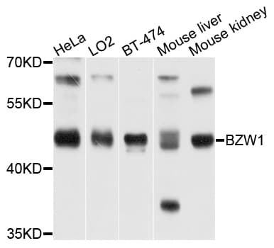 BZW1 / BZAP45 Antibody