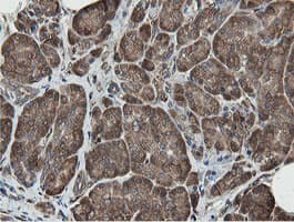 MIPEP Antibody (aa174-516, clone OTI5E7, Carrier-free)