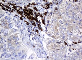 SRPRB Antibody (clone OTI2D4, Carrier-free)