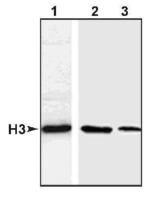 Histone H3 Antibody (aa100-150)