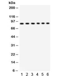 STAT3 Antibody