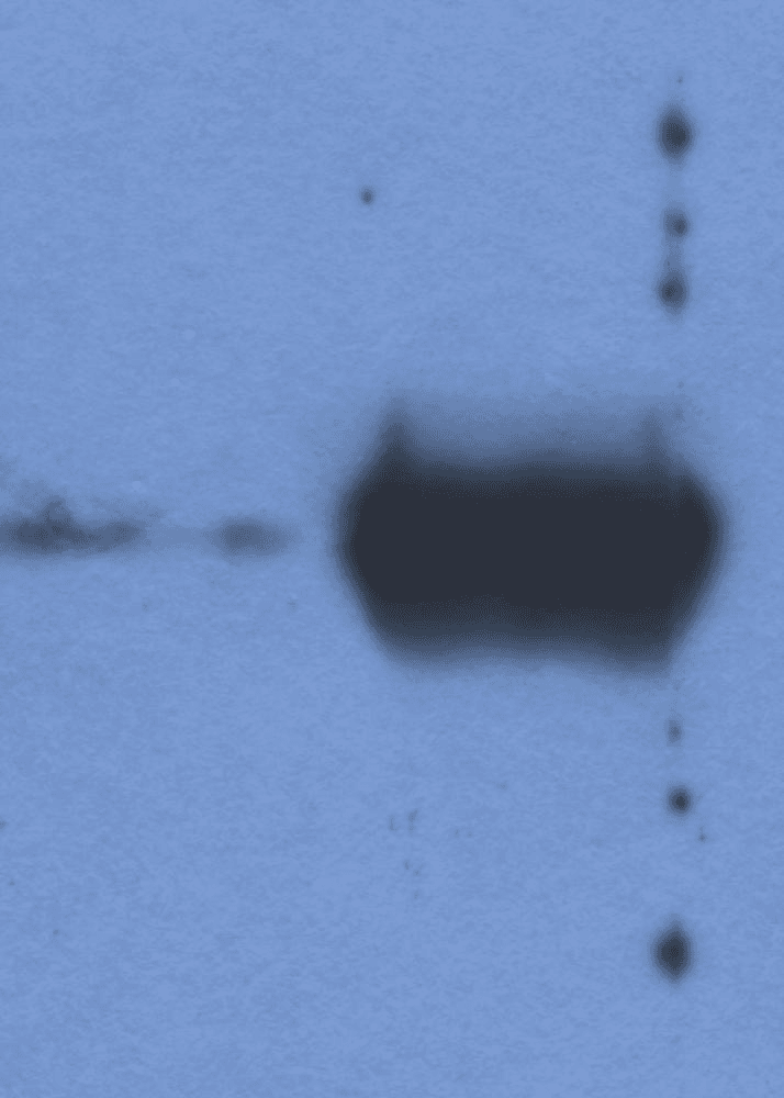 Monoclonal Mouse Anti-Bovine Ig Light Chain Secondary Antibody (clone IVA285-1, IHC, WB)