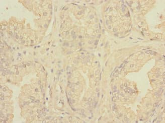 PVRL3 / Nectin-3 Antibody