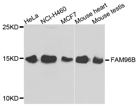 FAM96B Antibody