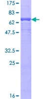 Human CLCN2 Protein (Recombinant GST)