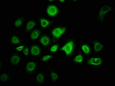 Polyclonal Rabbit anti-Human ZNF488 Antibody