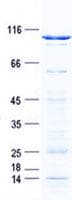 Human NAP1L3 Protein (Recombinant GST, N-terminus + His, C-terminus)
