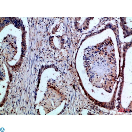 FASLG / Fas Ligand Antibody