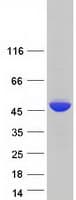 Human POLR1C / RPA39 Protein (Recombinant Myc-DDK (Flag))