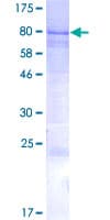 Human IQCC Protein (Recombinant GST)