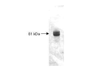 Polyclonal Rabbit anti-Saccharomyces cerevisiae Carboxypeptidase Y Antibody (WB)