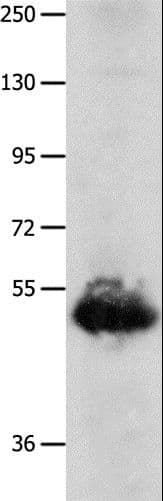 BPIFB3 / C20orf185 Antibody