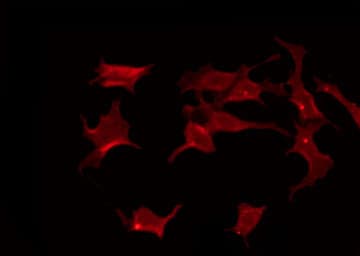 FZD3 / Frizzled 3 Antibody