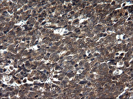 Monoclonal Mouse anti-Human SCRN1 / Secernin 1 Antibody (clone OTI1F2, IHC, WB)