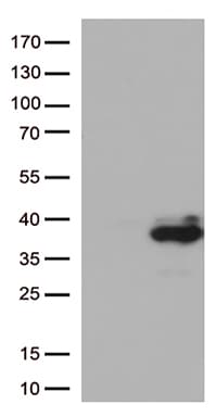 Monoclonal Mouse anti-Human PRG2 / Proteoglycan 2 Antibody (clone OTI1C12, Carrier-free, aa17-222, WB)