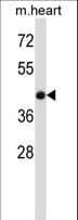 BMP7 Antibody (aa280-309)