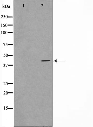 MORF4L1 / MRG15 Antibody