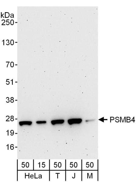 PSMB4 Antibody (aa214-264)