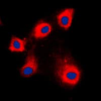 HSPE1 / HSP10 / Chaperonin 10 Antibody (Internal)
