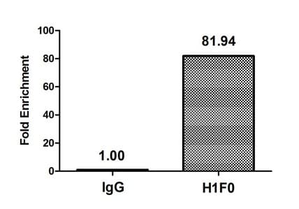 H1F0 Antibody
