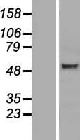 PSG6 Protein (Over-Expression Lysate Myc-DDK (Flag))