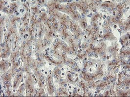 GCP60 / ACBD3 Antibody (clone OTI1B5)