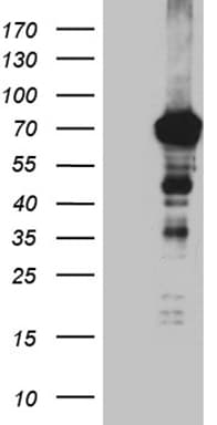 EFCAB12 / C3orf25 Antibody (clone OTI6C7)