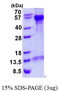Human BECN1 / Beclin-1 Protein (Recombinant His)