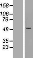 ZNF200 Protein (Over-Expression Lysate Myc-DDK (Flag))