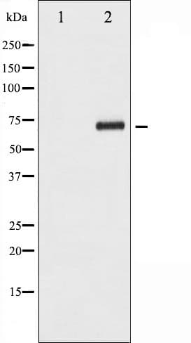 Polyclonal Rabbit anti-Human CDC25A Antibody (phospho-Ser124, IHC, IF, WB)