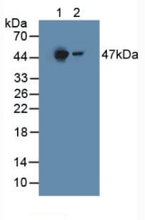 HGD Antibody (aa190-429)