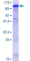 Human DHX32 Protein (Recombinant GST)