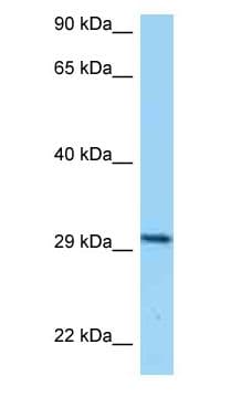 CD80 Antibody (aa218-267)