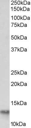 IHC-plus™ Polyclonal Goat anti-Human FABP4 / AP2 Antibody (aa44-57, IHC, WB)