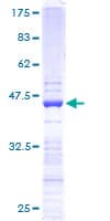 Human RPS19 / Ribosomal Protein S19 (Recombinant GST)