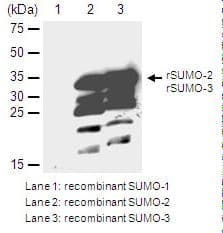 SUMO2 + SUMO3 Antibody (clone 1E7)