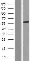 AAAS / Adracalin Protein (Over-Expression Lysate Myc-DDK (Flag))