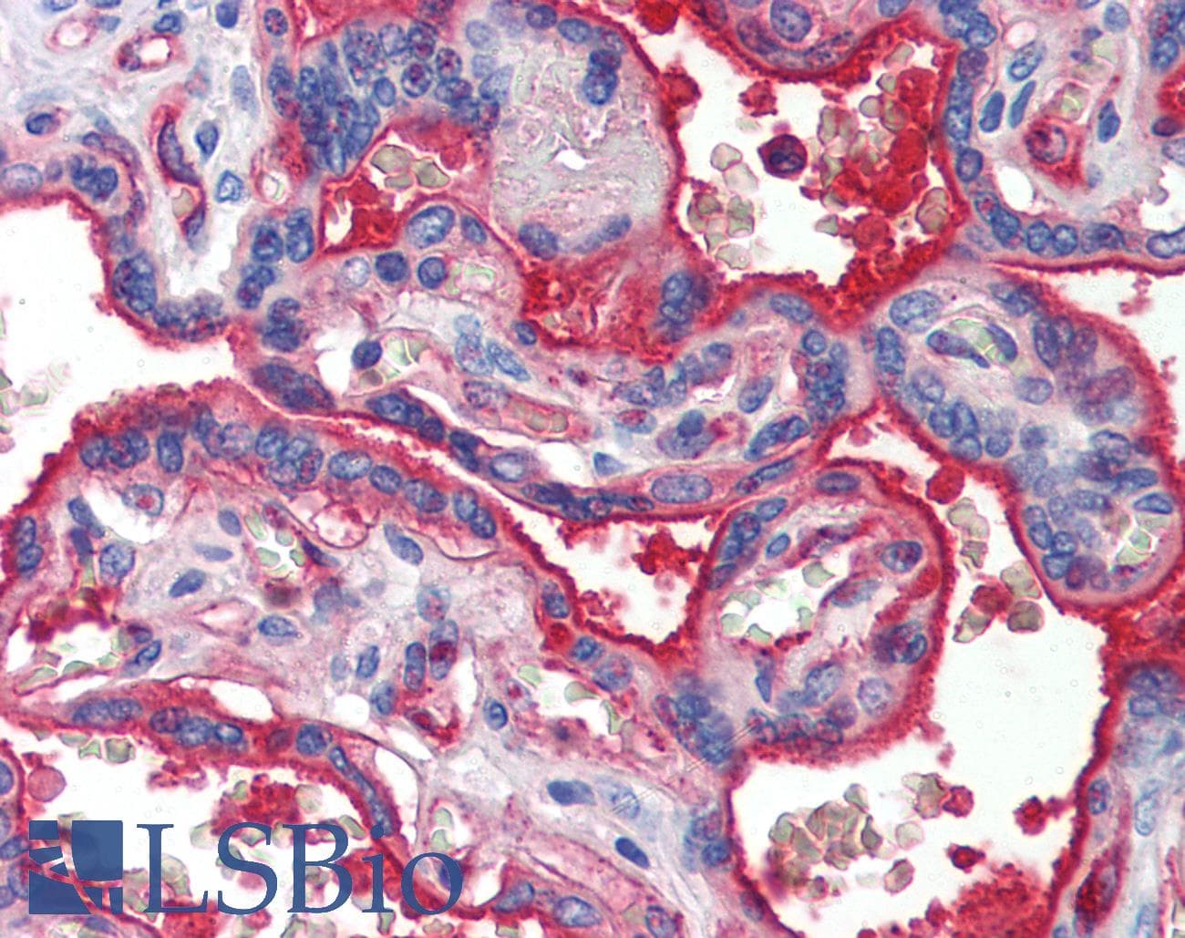 IHC-plus™ CD144 / CDH5 / VE Cadherin Antibody (clone 16B1)