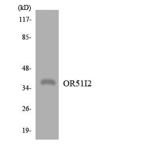 OR51I2 Antibody (aa187-236)