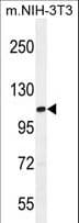 TAF1 Antibody (aa1863-1893)