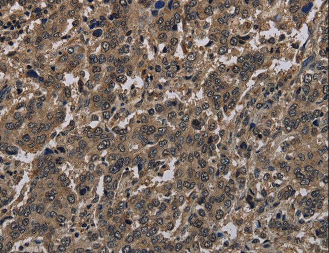 Polyclonal Rabbit anti-Human Histone H4 Antibody (IHC, WB)