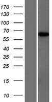 ARHGAP28 Protein (Over-Expression Lysate Myc-DDK (Flag))