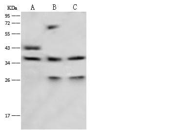 Polyclonal Rabbit anti-Human LRG1 / LRG Antibody (Preservative Free, WB)