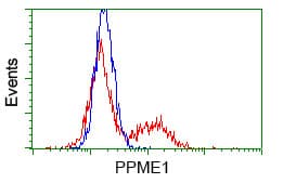 PME-1 / PPME1 Antibody (clone OTI10B2)