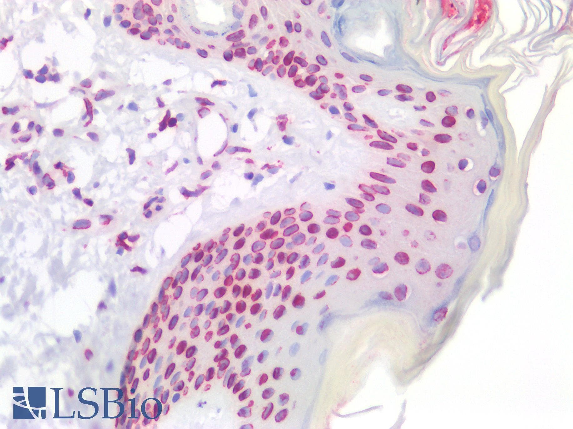 PathPlus™ Polyclonal Rabbit anti-Human LMNB1 / Lamin B1 Antibody (IHC, WB)